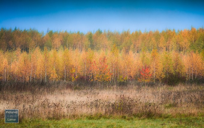 A Woodland Rainbow